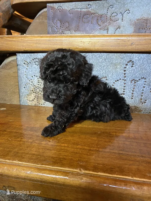 Raven, a female Poodle - Miniature  for sale in Rockville, IN – Photo 1 of 6