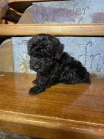 Raven, a female Poodle - Miniature  for sale in Rockville, IN – Photo 1 of 6