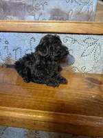 Raven, a female Poodle - Miniature  for sale in Rockville, IN – Photo 6 of 6