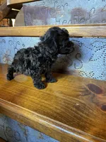 Raven, a female Poodle - Miniature  for sale in Rockville, IN – Photo 3 of 6