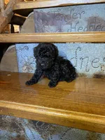Raven, a female Poodle - Miniature  for sale in Rockville, IN – Photo 4 of 6