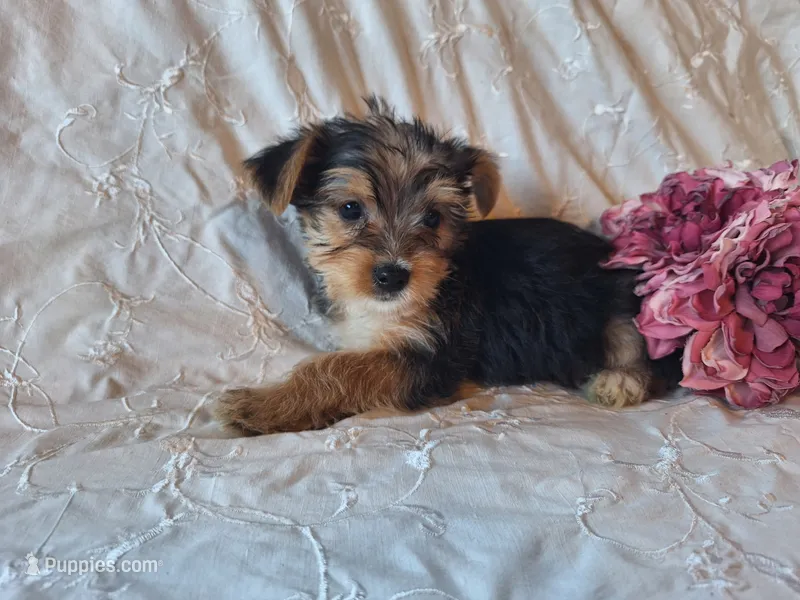 Trixie – Yorkshire Terrier puppy for sale in Crawfordsville, IN