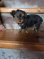 Meg CKC 5lb , a female Yorkshire Terrier for sale in Crawfordsville, IN – Photo 2 of 8