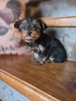 Meg CKC 5lb , a female Yorkshire Terrier for sale in Crawfordsville, IN – Photo 4 of 8