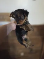 Meg CKC 5lb , a female Yorkshire Terrier for sale in Crawfordsville, IN – Photo 5 of 8