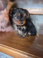 Meg CKC 5lb , a female Yorkshire Terrier for sale in Crawfordsville, IN – Photo 6 of 8