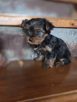 Meg CKC 5lb , a female Yorkshire Terrier for sale in Crawfordsville, IN – Photo 3 of 8