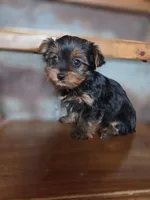Meg CKC 5lb , a female Yorkshire Terrier for sale in Crawfordsville, IN – Photo 8 of 8