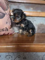 Meg CKC 5lb , a female Yorkshire Terrier for sale in Crawfordsville, IN – Photo 7 of 8
