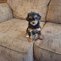 Roxy, a female Yorkshire Terrier and Poodle - Toy  for sale in Crawfordsville, IN – Photo 9 of 9