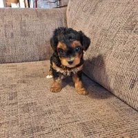 Roxy, a female Yorkshire Terrier and Poodle - Toy  for sale in Crawfordsville, IN – Photo 2 of 9