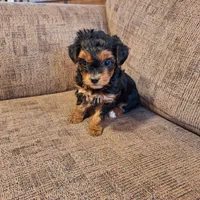 Roxy, a female Yorkshire Terrier and Poodle - Toy  for sale in Crawfordsville, IN – Photo 4 of 9