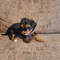 Roxy, a female Yorkshire Terrier and Poodle - Toy  for sale in Crawfordsville, IN – Photo 3 of 9