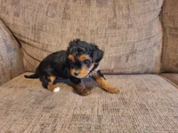 Roxy, a female Yorkshire Terrier and Poodle - Toy  for sale in Crawfordsville, IN – Photo 3 of 9
