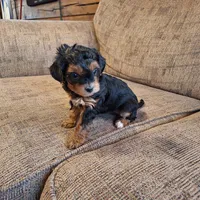 Roxy, a female Yorkshire Terrier and Poodle - Toy  for sale in Crawfordsville, IN – Photo 7 of 9