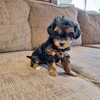 Roxy, a female Yorkshire Terrier and Poodle - Toy  for sale in Crawfordsville, IN – Photo 1 of 9