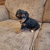 Roxy, a female Yorkshire Terrier and Poodle - Toy  for sale in Crawfordsville, IN – Photo 5 of 9