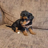 Roxy, a female Yorkshire Terrier and Poodle - Toy  for sale in Crawfordsville, IN – Photo 8 of 9