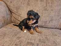 Roxy, a female Yorkshire Terrier and Poodle - Toy  for sale in Crawfordsville, IN – Photo 8 of 9