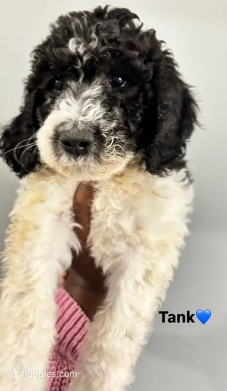 Tank – Poodle - Standard  puppy for sale in Atlanta, GA