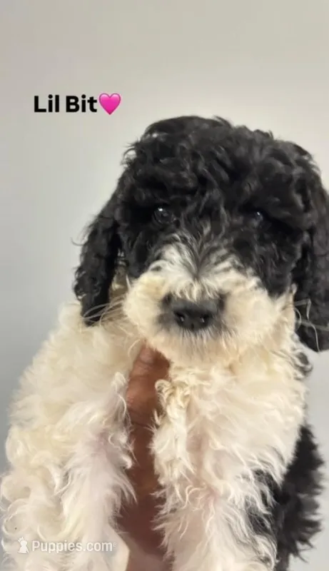 Lil Bit – Poodle - Standard  puppy for sale in Atlanta, GA