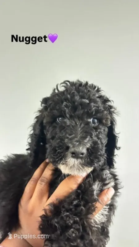 Nugget – Poodle - Standard  puppy for sale in Atlanta, GA