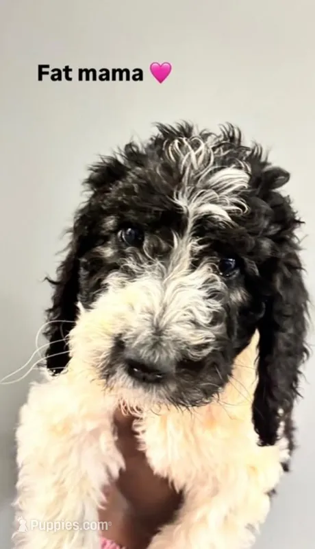 Mama – Poodle - Standard  puppy for sale in Atlanta, GA