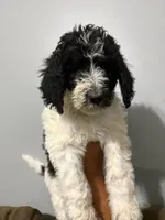 Mama, a female Poodle - Standard  for sale in Atlanta, GA – Photo 2 of 2