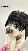 Lil man, a male Poodle - Standard  for sale in Atlanta, GA – Photo 1 of 2
