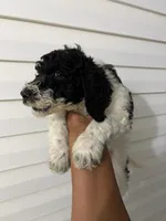 Lil man, a male Poodle - Standard  for sale in Atlanta, GA – Photo 2 of 2