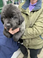 Moe, a female Newfoundland for sale in Princeton, MN – Photo 2 of 6