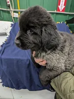 Moe, a female Newfoundland for sale in Princeton, MN – Photo 5 of 6