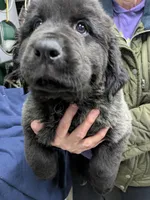 Moe, a female Newfoundland for sale in Princeton, MN – Photo 6 of 6