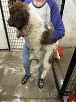 Dot, a female Newfoundland for sale in Princeton, MN – Photo 10 of 10