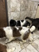 Dot, a female Newfoundland for sale in Princeton, MN – Photo 5 of 10