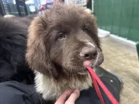 Dot, a female Newfoundland for sale in Princeton, MN – Photo 2 of 10