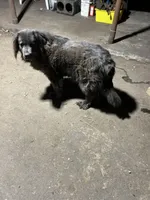 Dot, a female Newfoundland for sale in Princeton, MN – Photo 7 of 10