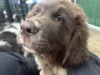 Dot, a female Newfoundland for sale in Princeton, MN – Photo 3 of 10