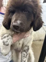 Dot, a female Newfoundland for sale in Princeton, MN – Photo 9 of 10