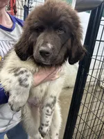 Dot, a female Newfoundland for sale in Princeton, MN – Photo 1 of 10