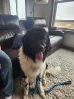 Dot, a female Newfoundland for sale in Princeton, MN – Photo 8 of 10