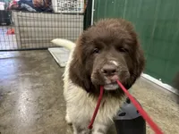 Dot, a female Newfoundland for sale in Princeton, MN – Photo 4 of 10