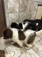 Dot, a female Newfoundland for sale in Princeton, MN – Photo 6 of 10