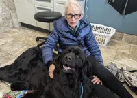 Tubby, a male Newfoundland for sale in Princeton, MN – Photo 7 of 10