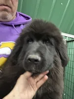 Tubby, a male Newfoundland for sale in Princeton, MN – Photo 10 of 10