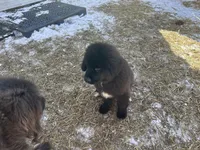 Tubby, a male Newfoundland for sale in Princeton, MN – Photo 4 of 10