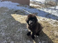 Tubby, a male Newfoundland for sale in Princeton, MN – Photo 2 of 10