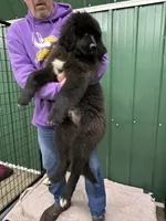 Tubby, a male Newfoundland for sale in Princeton, MN – Photo 9 of 10