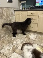 Tubby, a male Newfoundland for sale in Princeton, MN – Photo 3 of 10