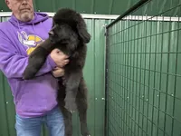 Tubby, a male Newfoundland for sale in Princeton, MN – Photo 5 of 10